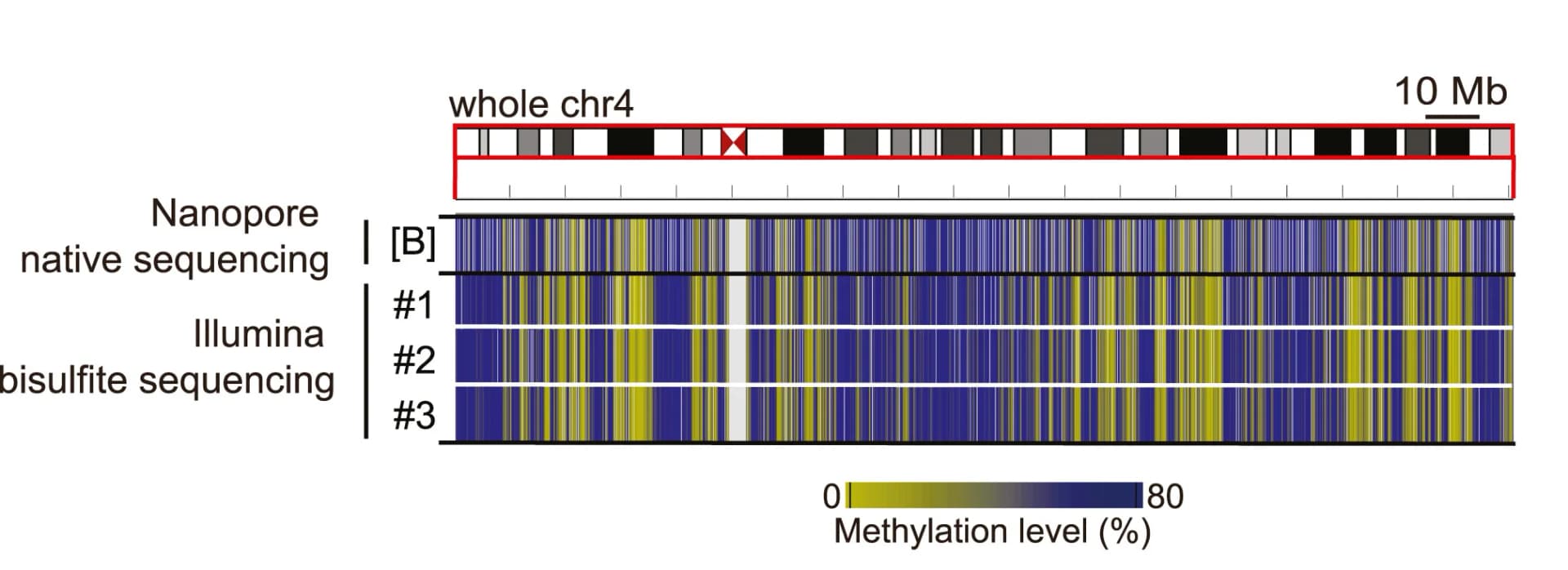 Open access visualization of Heatmap, DNA Hypomethylation, Oxford Nanopore Sequencing, VCaP Cells, Illumina Bisulfite Sequencing