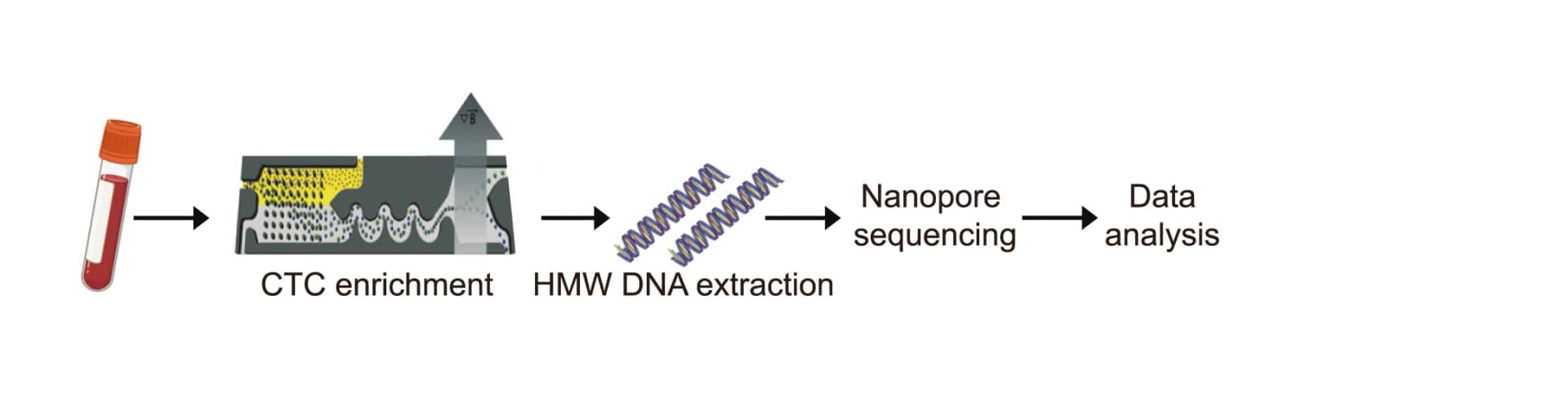 Open access visualization of Workflow, Flowchart, Microfluidic CTC Enrichment, Nanopore Sequencing, Bulk Cells