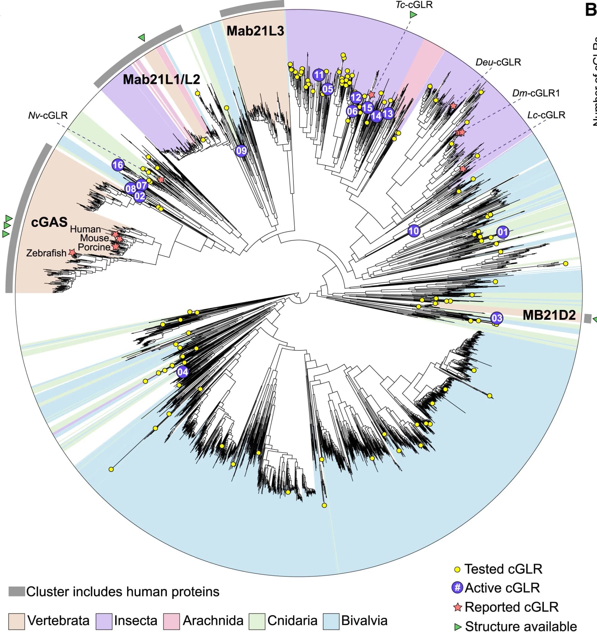 Open access visualization of Network, Pathway, Phylogenetic Tree, cGLRs, Animal Phyla