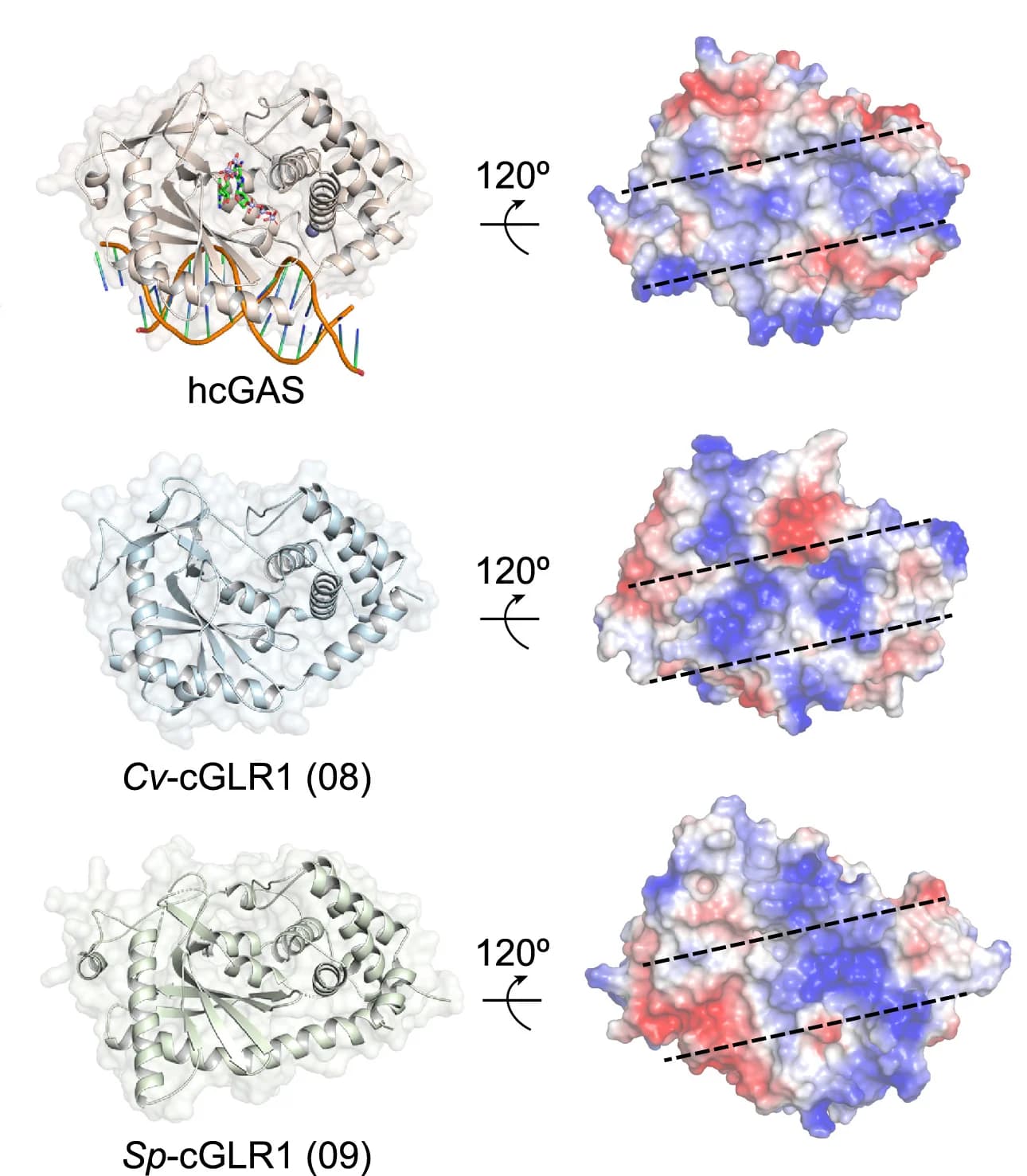 Open access visualization of Protein Structure, Crystal Structures, Metazoan cGLRs, cGAS-dsDNA complex, Ligand Binding