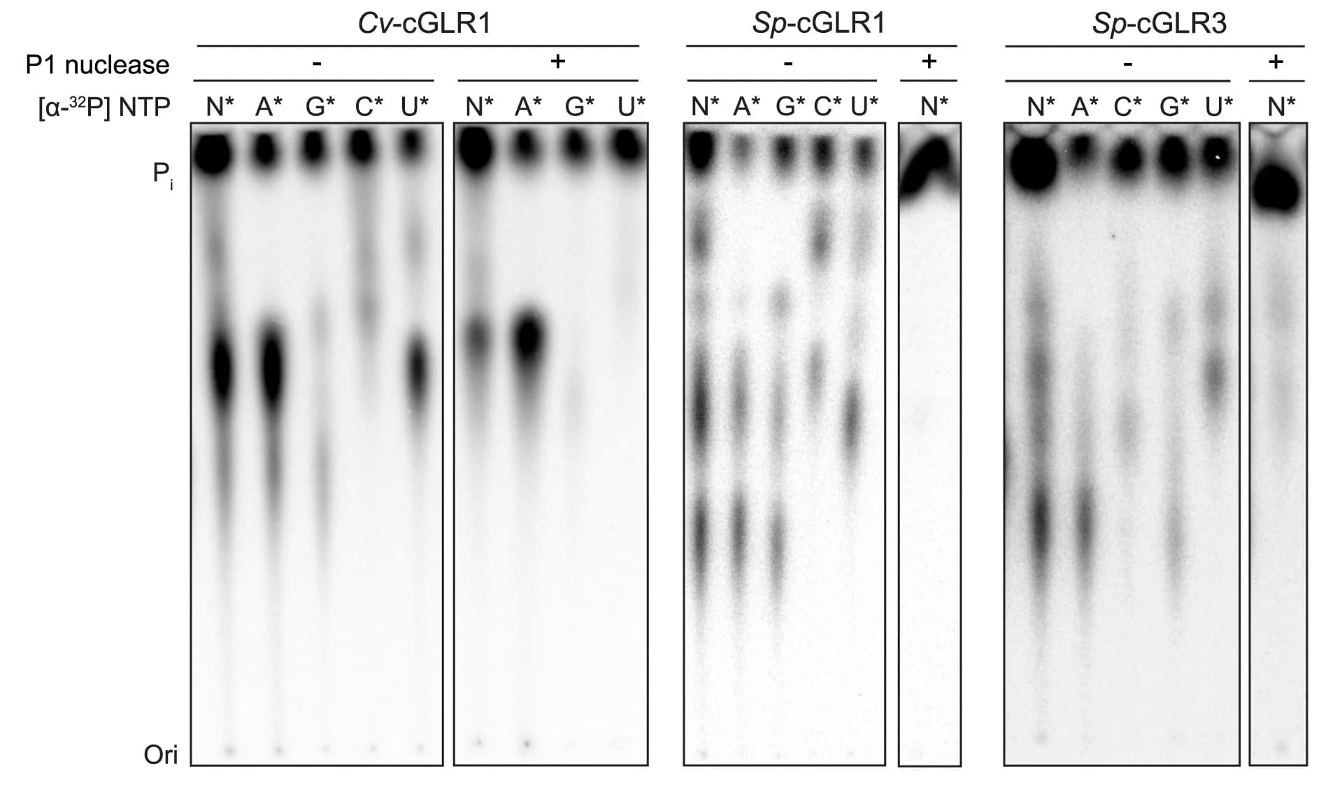 Open access visualization of Gel, Thin-Layer Chromatography, Cv-cGLR1, Sp-cGLR1, Sp-cGLR3