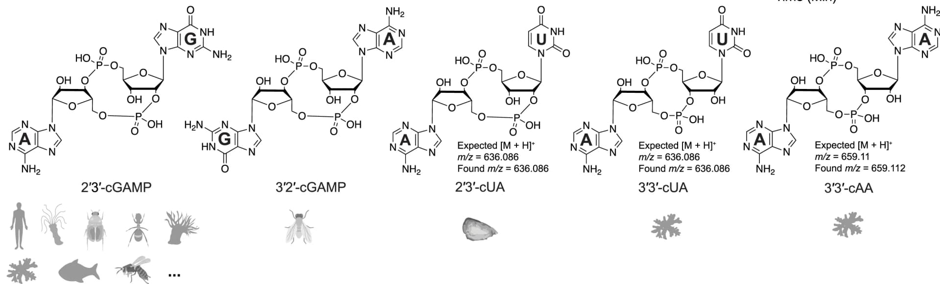 Open access visualization of Chemical Structure, Illustration, cGLR, Nucleotide Products, 2'3'-cGAMP