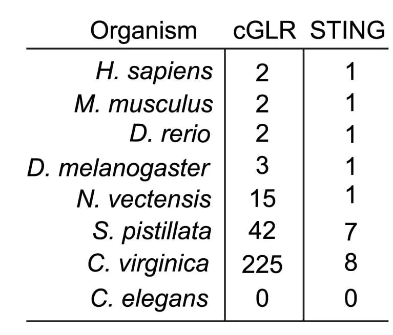 Open access visualization of Table Image, cGLR, STING, Protein diversity, Animal phyla