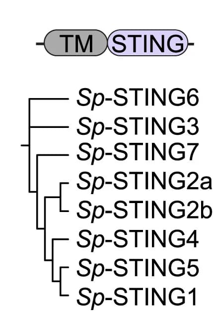 Open access visualization of Illustration, Flowchart, S. pistillata, STING, Proteins