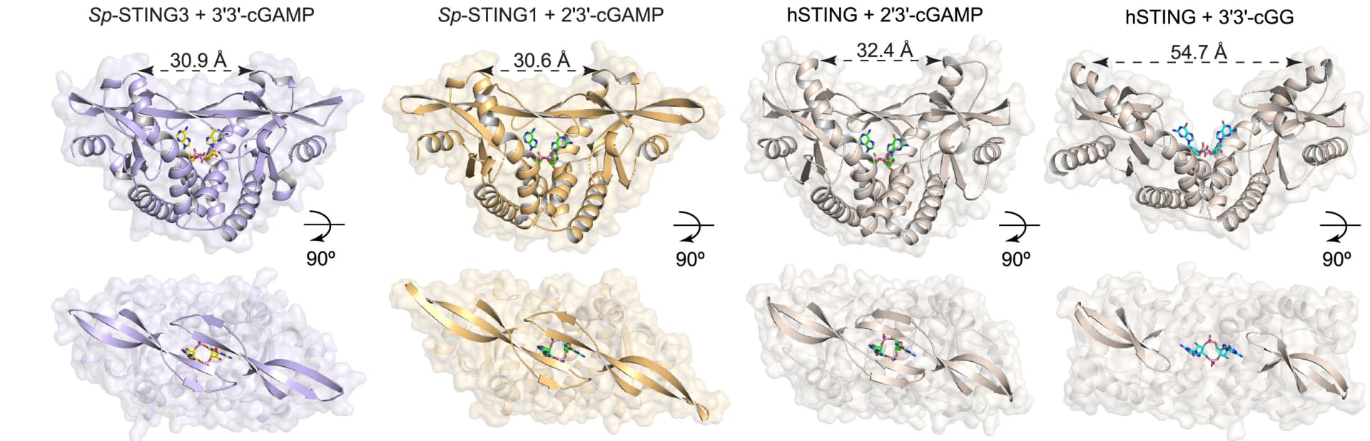 Open access visualization of Protein Structure, Crystal Structures, Sp-STING1, Sp-STING3, 2'3'-cGAMP