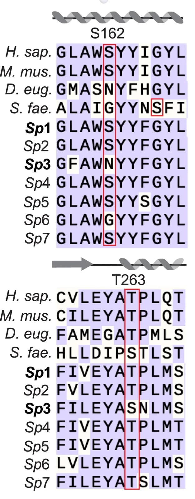 Open access visualization of Illustration, Workflow, Sequence Alignment, Sp-STING Receptors, STING Proteins