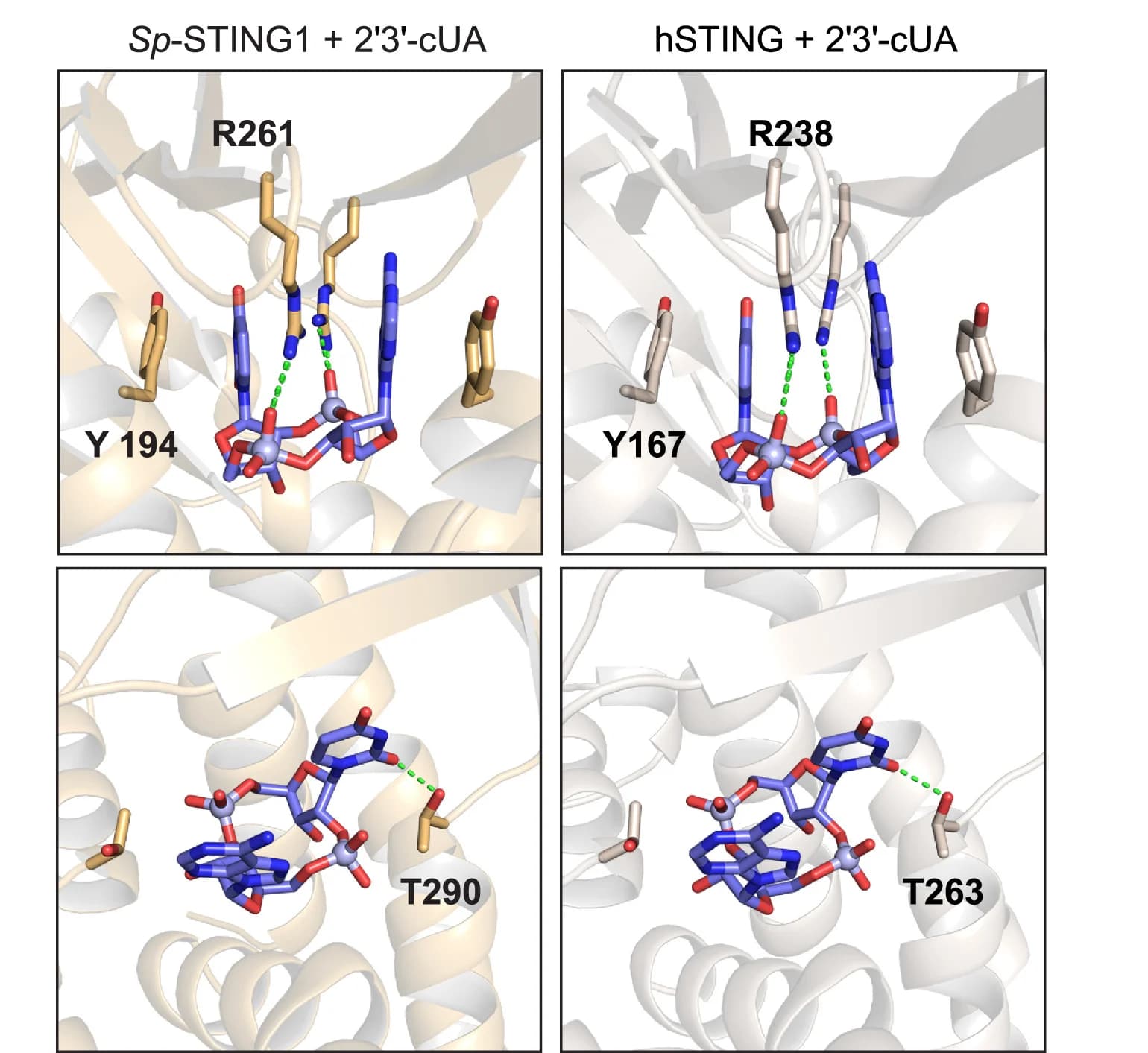 Open access visualization of Protein Structure, Chemical Structure, Structural Comparison, Sp-STING1, Human STING
