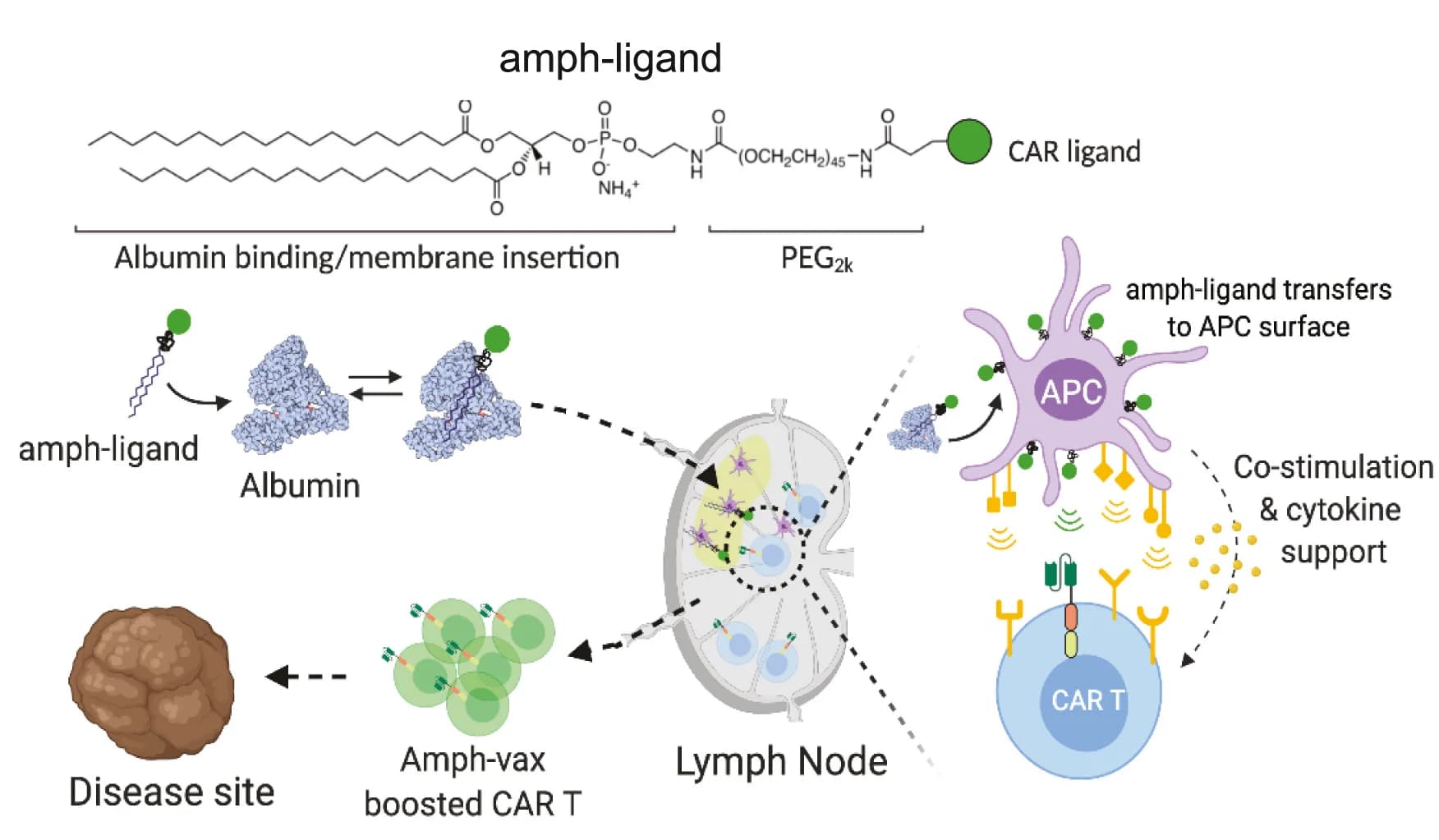 Open access visualization of Workflow, Illustration, CAR T-vax therapy