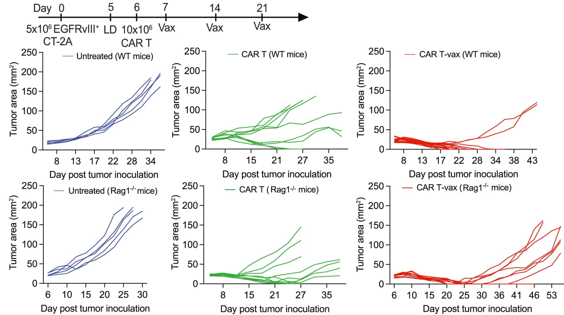 Open access visualization of Line Plot, Tumor Growth, CAR T, Wild-Type Mice, Rag1-/- Mice