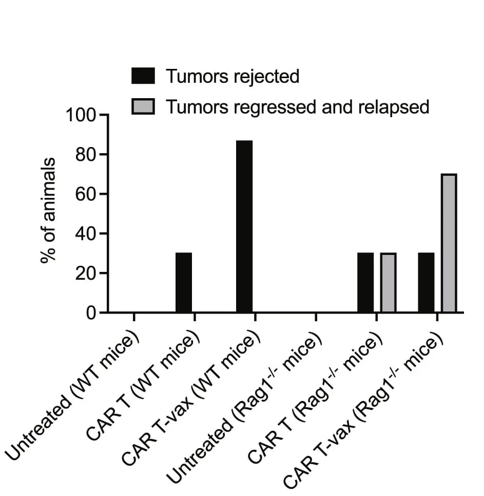 Open access visualization of Clustered, Bar Plot, Tumor Rejection, Tumor Relapse, Mice