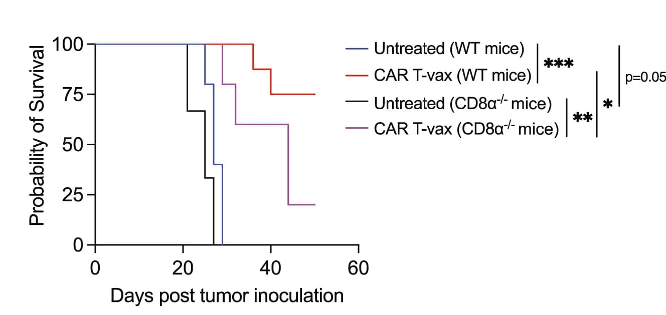 Open access visualization of Survival Curve, Overall Survival, Wild-Type Mice, CD8α-/- Mice, CAR T-Vax Treatment