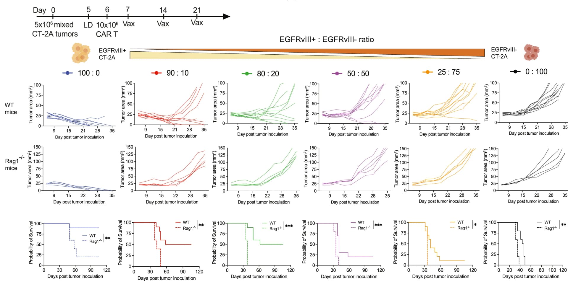 Open access visualization of Line Plot, Survival Curve, Tumor Growth, Overall Survival, Wild-Type Mice