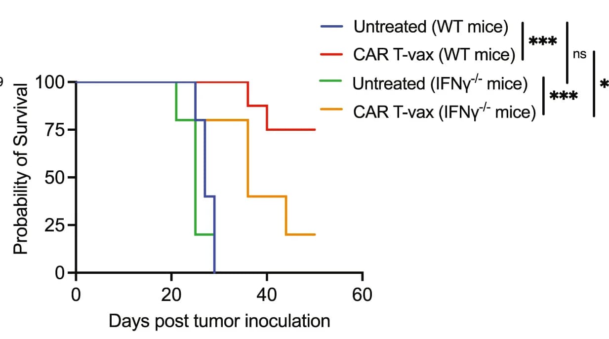 Open access visualization of Survival Curve, Overall Survival, Mice, CAR T Cells, IFN-γ