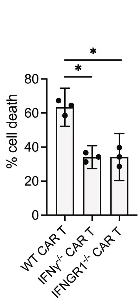 Open access visualization of Bar Plot, Error Bars, EGFRvIII+CT-2A Cells, Cell Killing, CAR T Cells