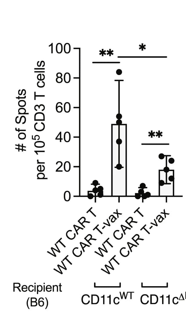 Open access visualization of Bar Plot, Error Bars, Scatter Plot, IFN-γ ELISPOT, CD11c-specific IFNGR1 KO Mice