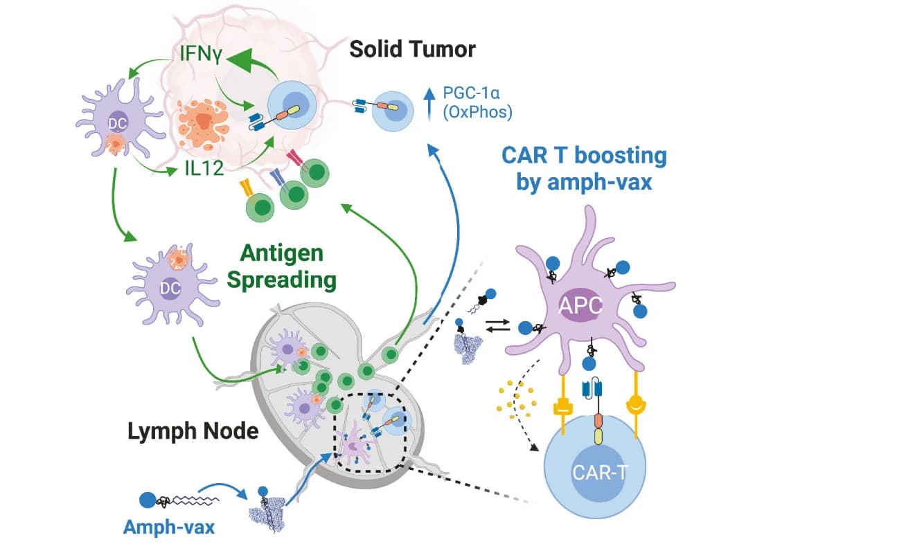 Open access visualization of Workflow, Flowchart, Illustration, CAR T-vax Therapy, Antigen Spreading