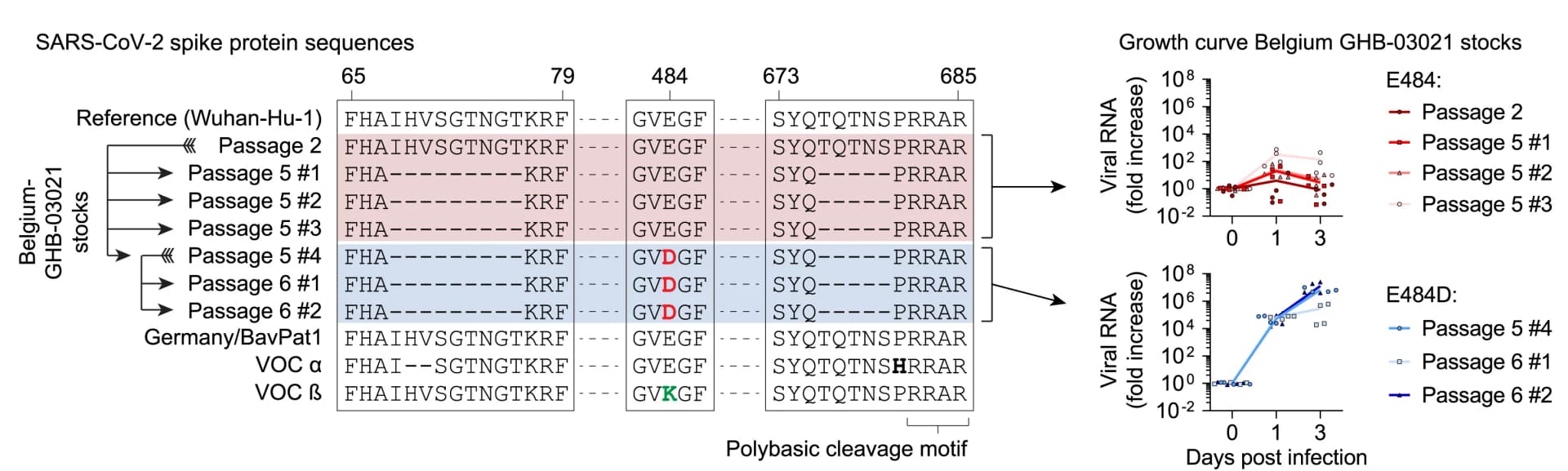 Open access visualization of Line Plot, Scatter Plot, Line, Spike Protein, SARS-CoV-2