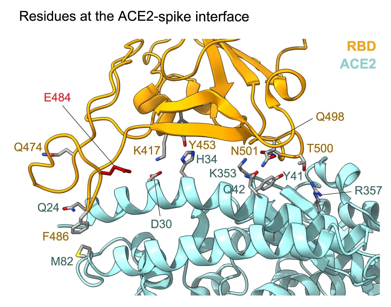 Open access visualization of Protein Structure, Chemical Structure, ACE2, SARS-CoV-2, Receptor-binding Domain