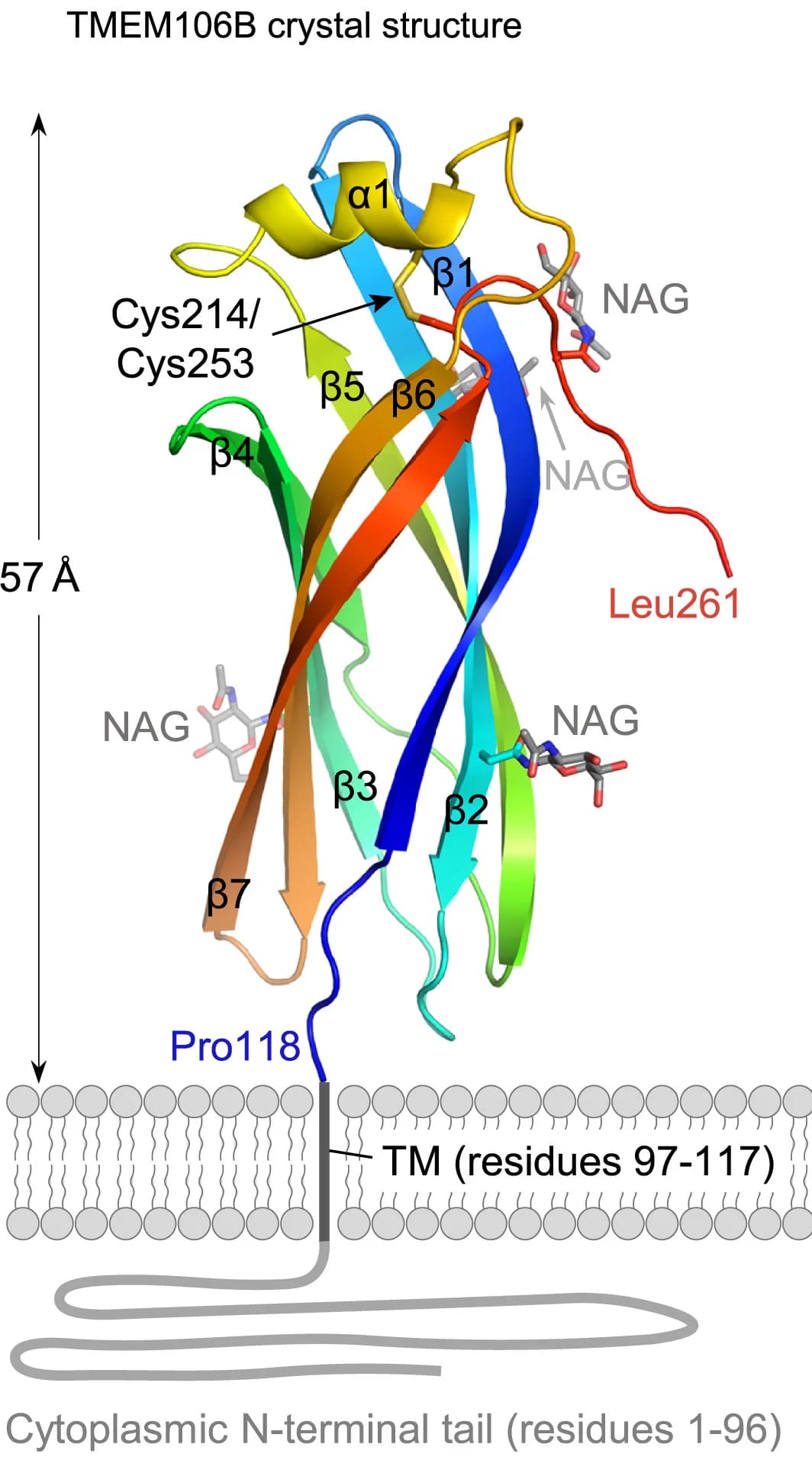 Open access visualization of Protein Structure, Crystal Structure, TMEM106B, Transmembrane Region, Cytoplasmic Tail