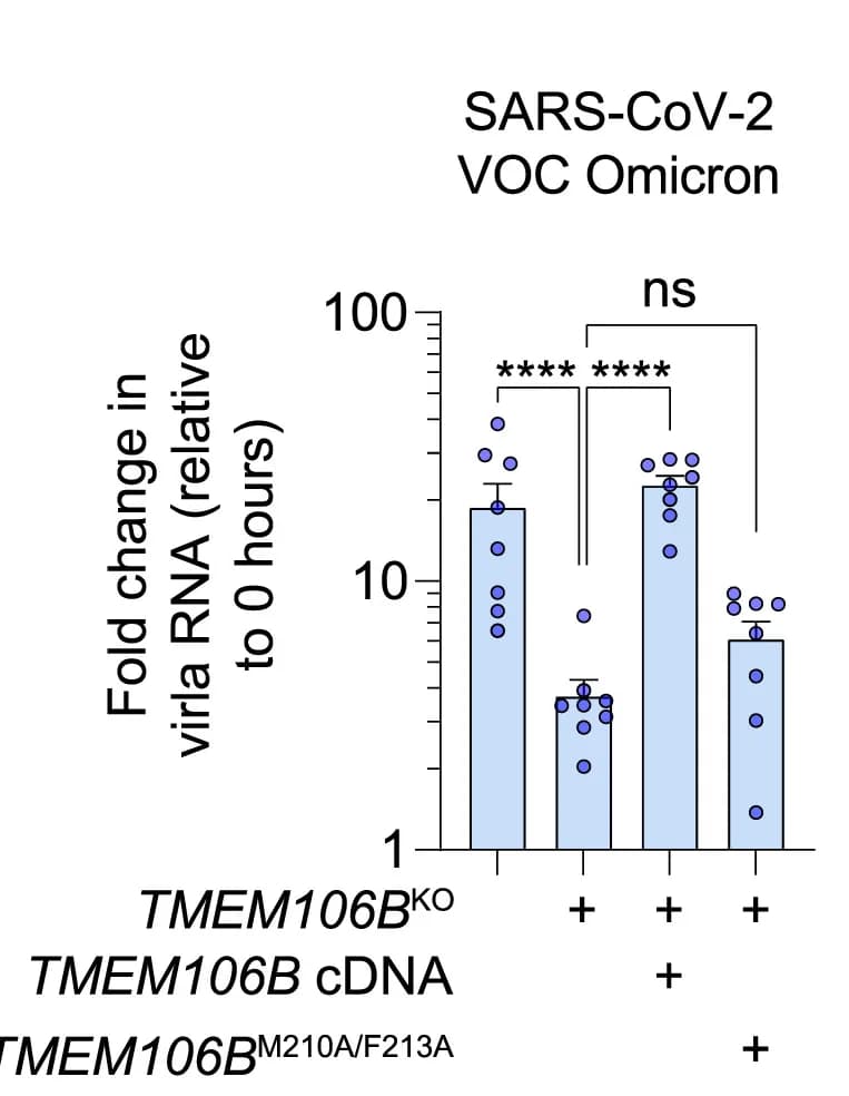 Open access visualization of Bar Plot, Error Bars, Scatter Plot, NCI-H1975 Cells, TMEM106BKO