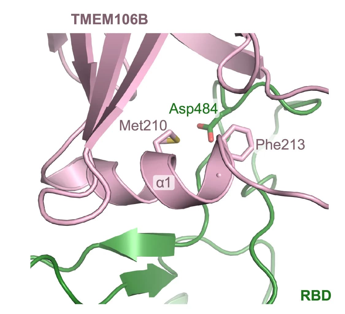 Open access visualization of Protein Structure, Spike, TMEM106B, RBD, Protein-Protein Interface