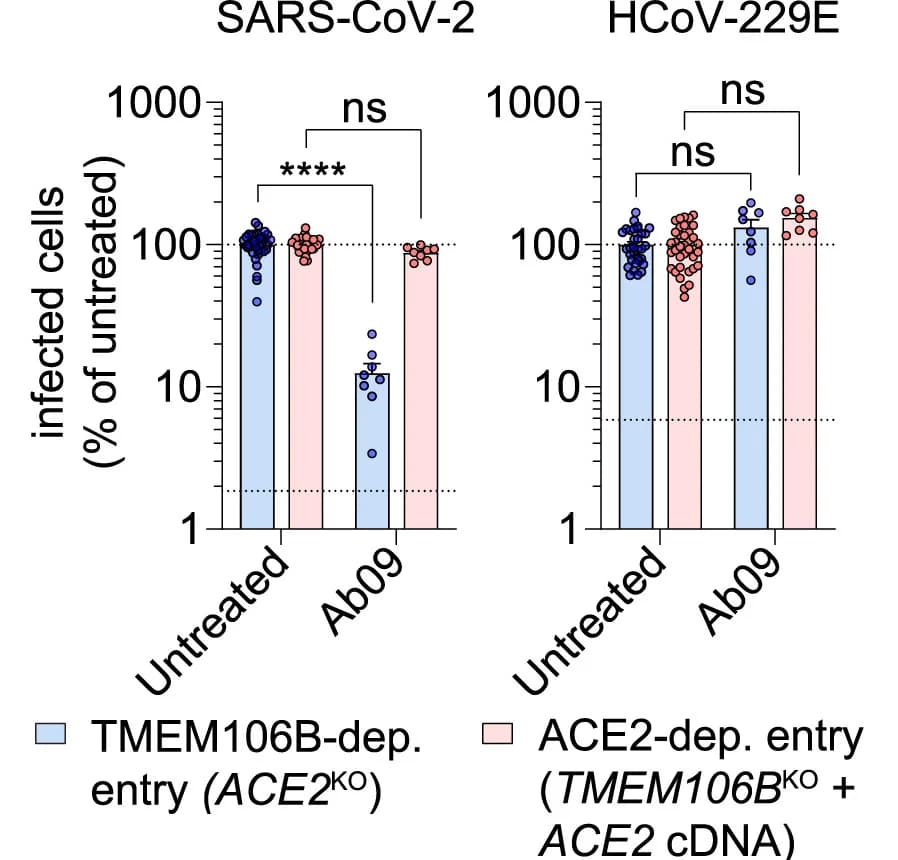 Open access visualization of Bar Plot, Error Bars, Scatter Plot, Monoclonal NCI-H1975 ACE2 KO cells, TMEM106B KO cells