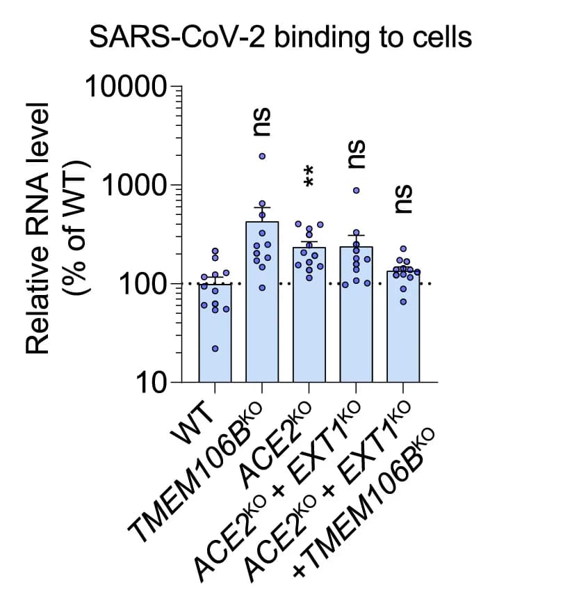 Open access visualization of Bar Plot, Scatter Plot, Error Bars, WT NCI-H1975 cells, ACE2 KO cells