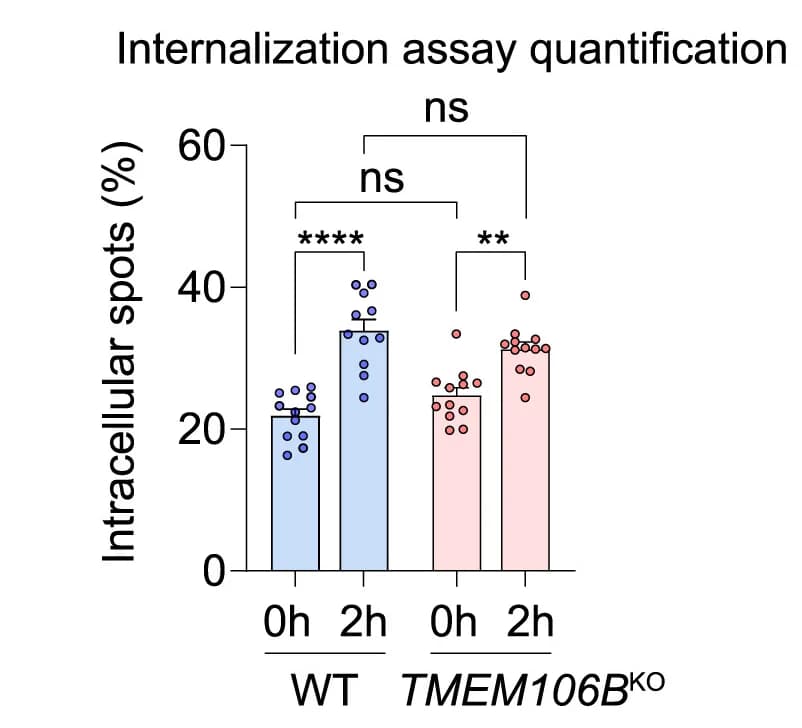 Open access visualization of Bar Plot, Error Bars, Scatter Plot, Quantification, Two-way ANOVA