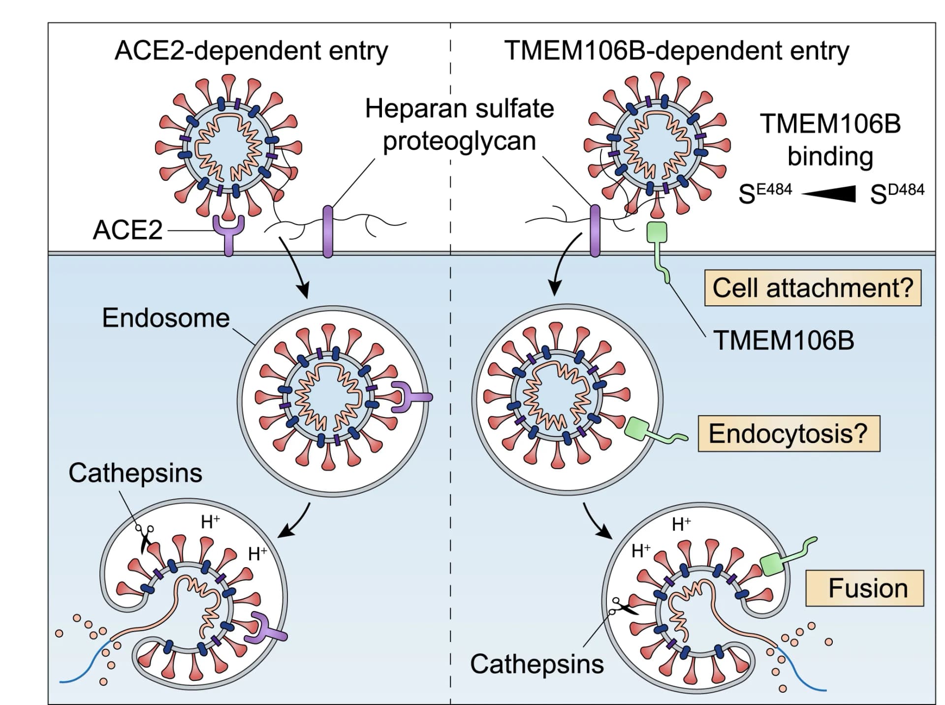 Open access visualization of Illustration, Workflow, Hypothetical Model, SARS-CoV-2, Infection Mechanisms