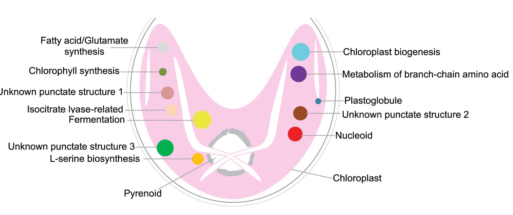 Open access visualization of Illustration, Chloroplast Puncta, Pyrenoid, Relative Size, Distance
