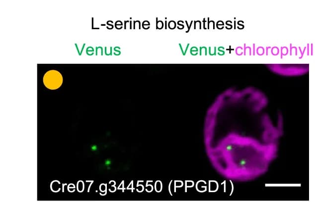 Open access visualization of Microscopy, Representative Images, PPGD1