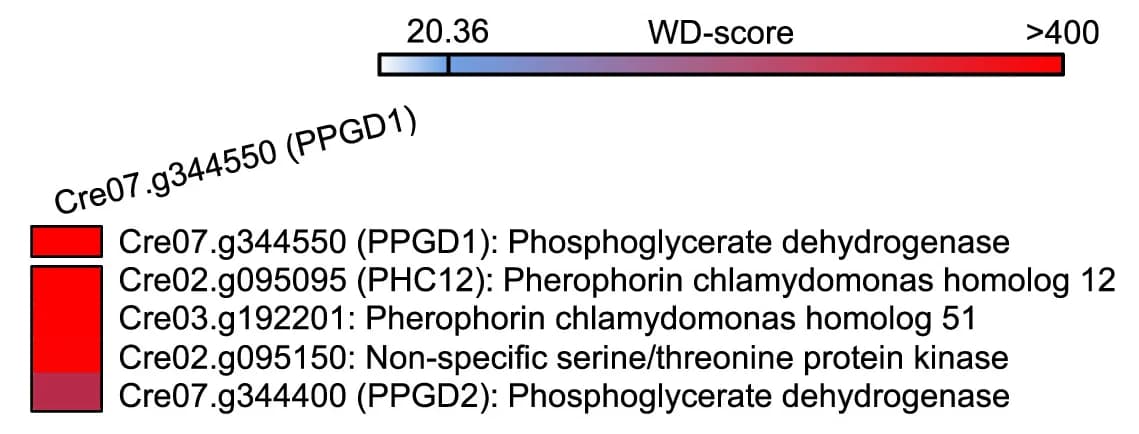 Open access visualization of Bar Plot, Heatmap, Interacting Proteins, PPGD1, WD Scores