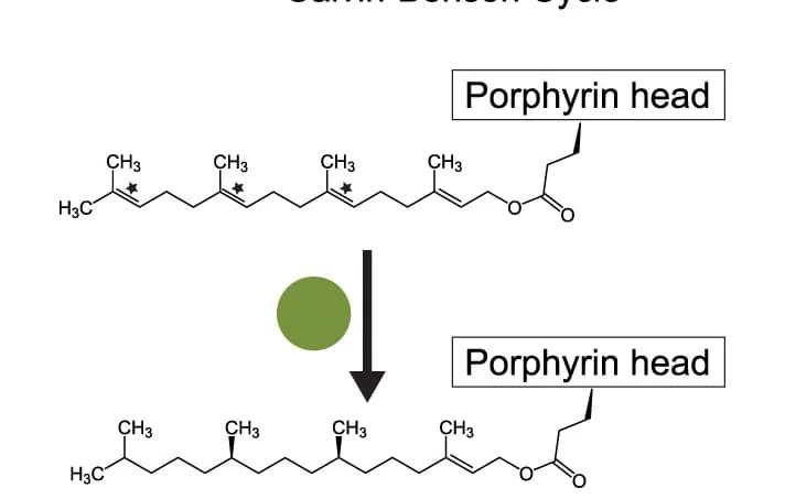 Open access visualization of Chemical Structure, Diagram, CPP1, Metabolism, Fatty Acid Synthesis