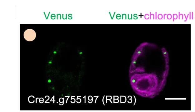 Open access visualization of Microscopy, Representative Images, RBD3, Wild Type
