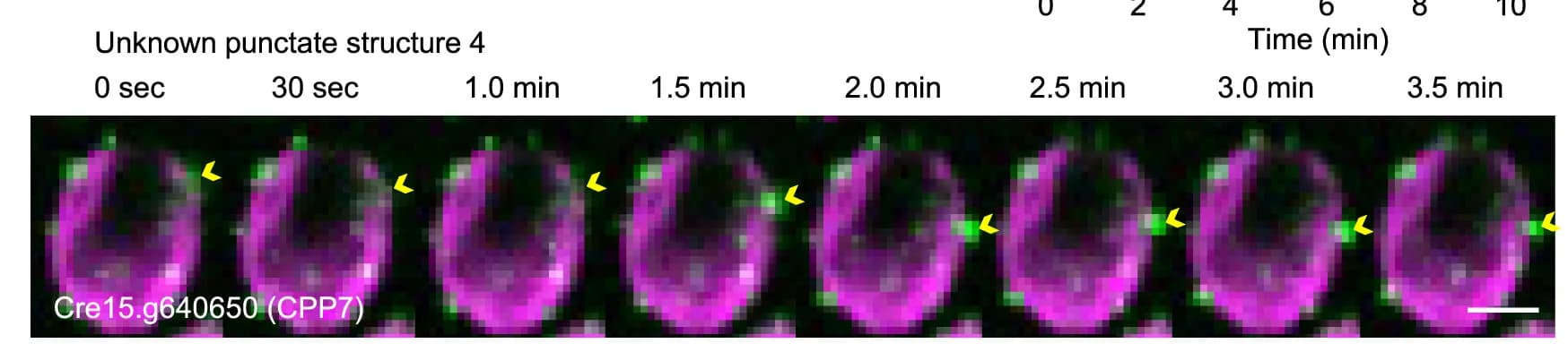 Open access visualization of Microscopy, Representative Time Course, Venus, CPP7