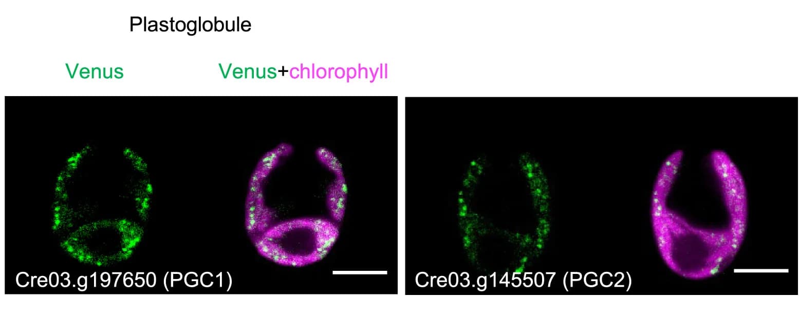Open access visualization of Microscopy, Fluorescently Tagged Proteins, PGC1, PGC2