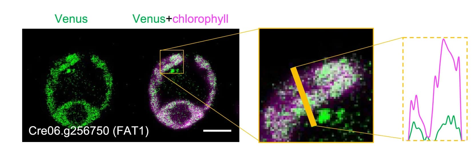 Open access visualization of Microscopy, Line Plot, Representative Images, Line Intensity Profile, Protein