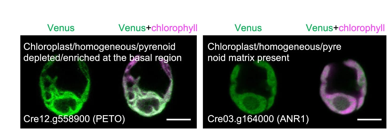 Open access visualization of Microscopy, Representative Images, Protein
