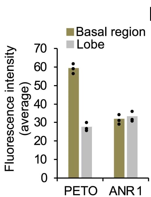 Open access visualization of Bar Plot, Clustered, Scatter Plot, Fluorescence Intensity, PETO-Venus