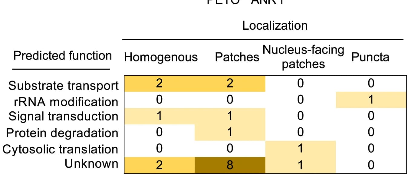 Open access visualization of Heatmap, Protein Localization, Protein Function, Chloroplast Envelope Proteins