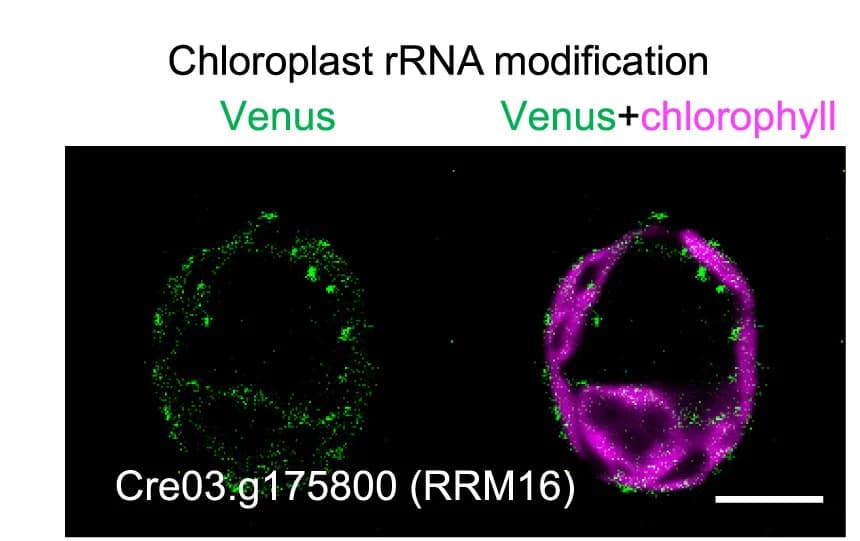 Open access visualization of Microscopy, Representative Images, Protein