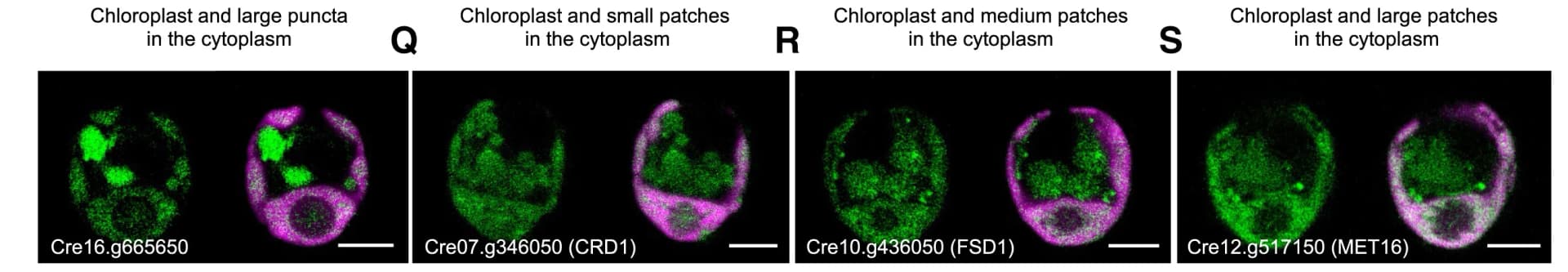Open access visualization of Microscopy, Functional Classification, Proteins, Dual Localization, Chloroplast