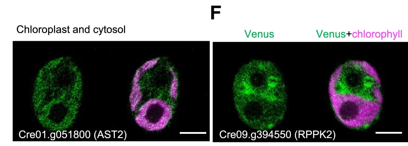 Open access visualization of Microscopy, Representative Images, Cre01.g051800, AST2