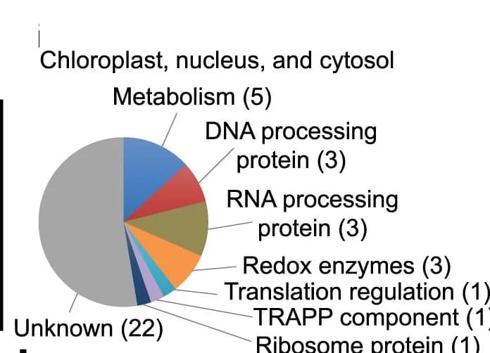 Open access visualization of Pie Chart, Functional Classification, Proteins, Dual Localization, Chloroplast