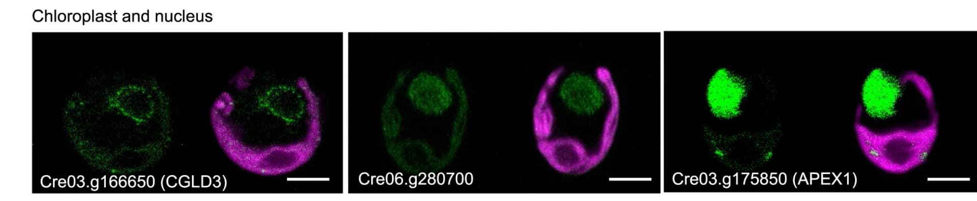 Open access visualization of Microscopy, Representative Images, Proteins, Dual Localization, Chloroplast