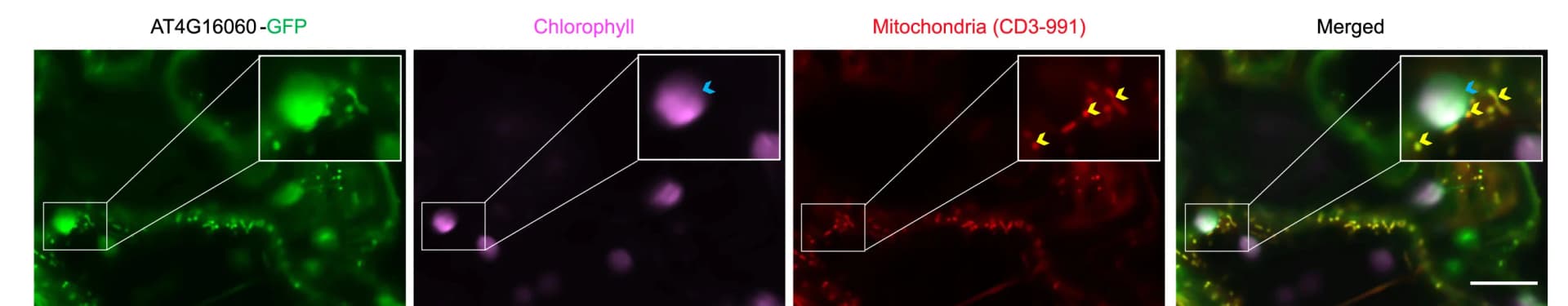 Open access visualization of Microscopy, Representative Images, AT4G16060, Arabidopsis, Cre12.g494250