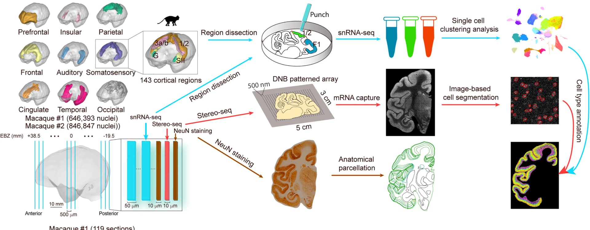 Open access visualization of Workflow, Illustration, snRNA-seq, Cortical Regions, Macaque Monkey