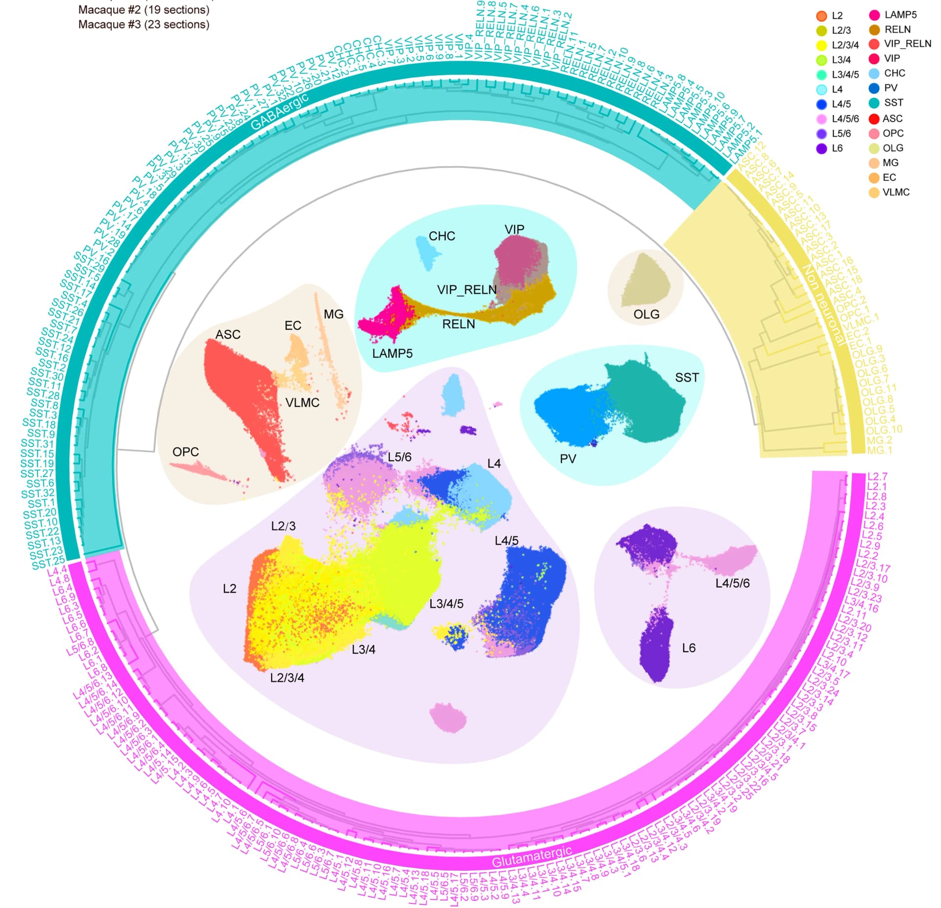 Open access visualization of Scatter Plot, UMAP, Network, snRNA-seq, Clustering