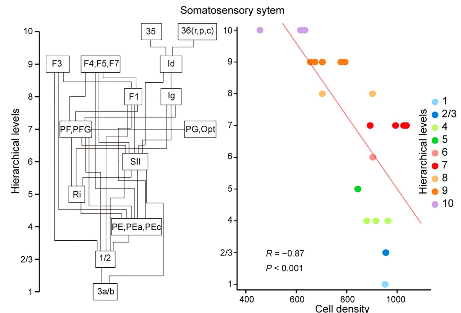 Open access visualization of Scatter Plot, Regression Plot, Flowchart, Somatosensory System, Cell Density