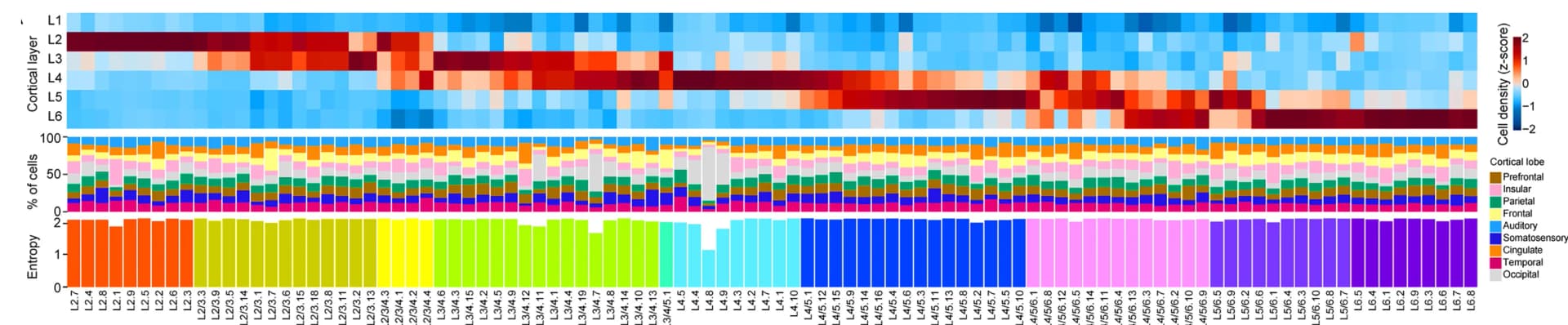 Open access visualization of Heatmap, Bar Plot, Stacked Bar Plot, Cortical Layer Distribution, Cortical Lobes